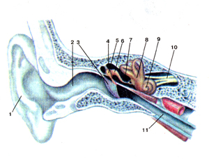 Органы слуха и равновесия