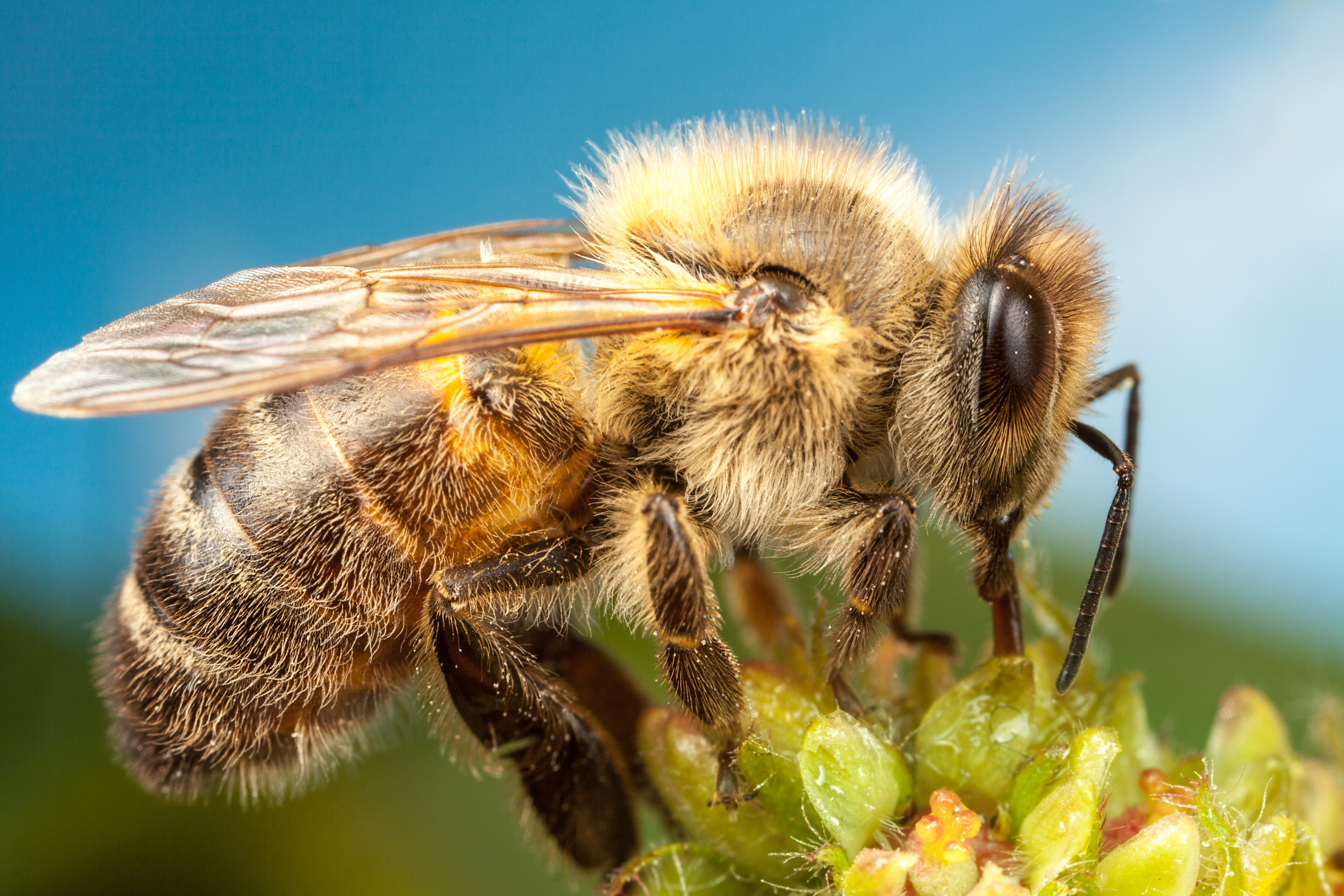 Первая помощь при укусах пчел, ос и насекомых